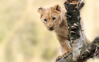 Mini guida utile per un safari perfetto