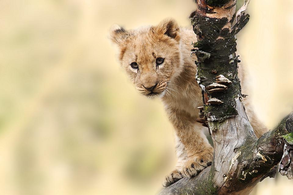 Mini guida utile per un safari perfetto
