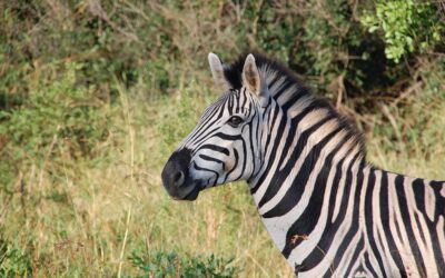 Quanto dura un safari?