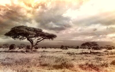 fascino safari