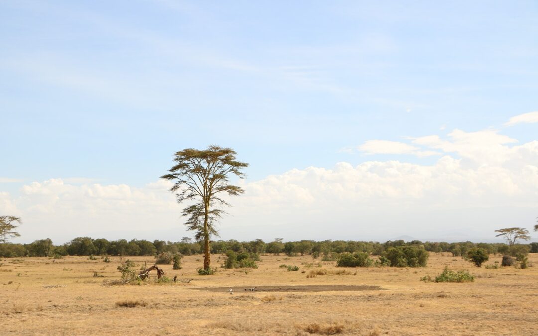 Viaggiare sicuri nella savana: consigli per un safari senza rischi