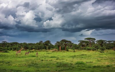 safari durante la stagione delle piogge