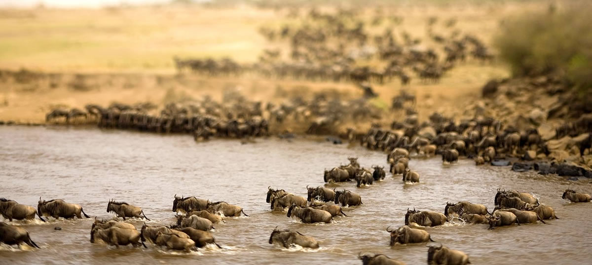 Parco Nazionale del Serengeti Grande migrazione mammiferi