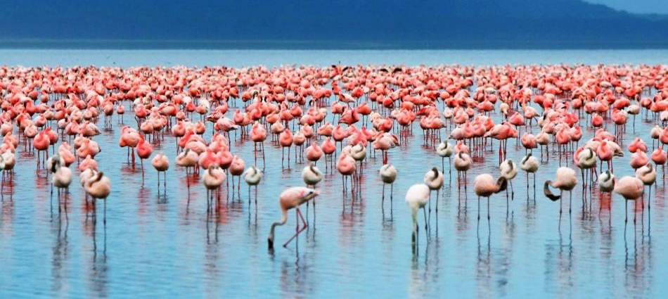 Parco Nazionale di Lake Manyara Fenicotteri sul lago