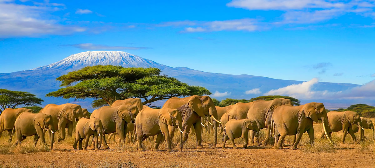 Elefanti in Tanzania