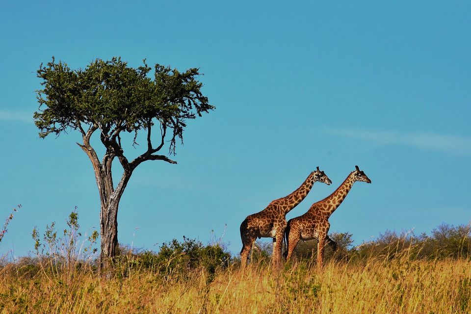 Quando fare un safari in Tanzania: alcuni consigli