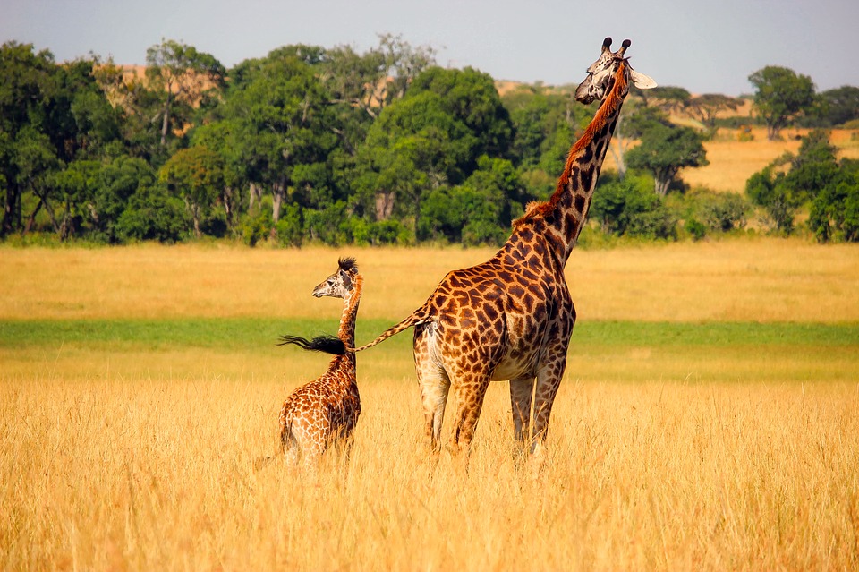 Safari in Tanzania con bambini
