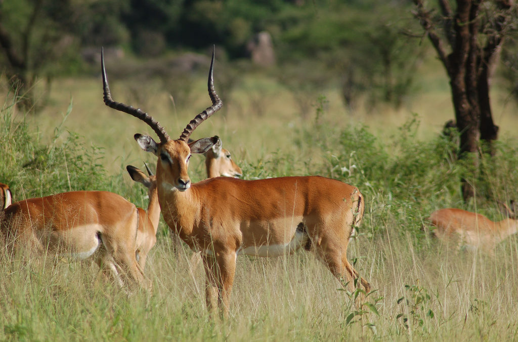 L’ Impala fra starnuti e linguacce