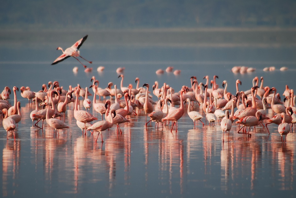 Dove vedere i fenicotteri rosa