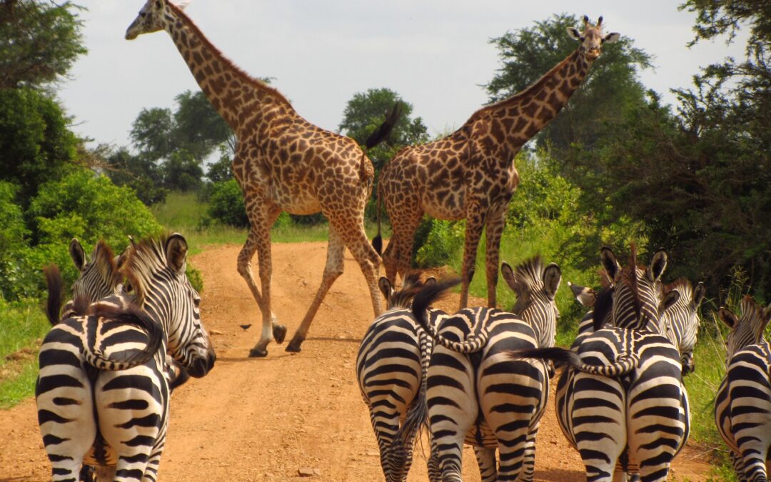 Safari fotografico in Tanzania