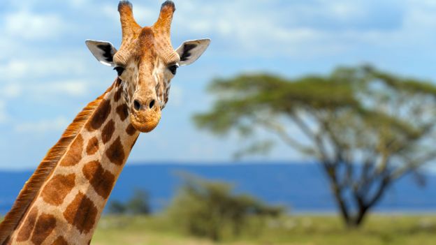 Cinque cose che non hai mai saputo sulla giraffa