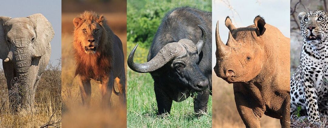 Safari in Tanzania con i Big Five. Ma chi sono? Scopriamolo!