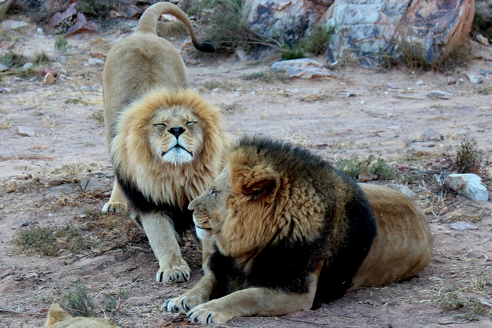 Safari in Tanzania: alla ricerca dei “Big Five”