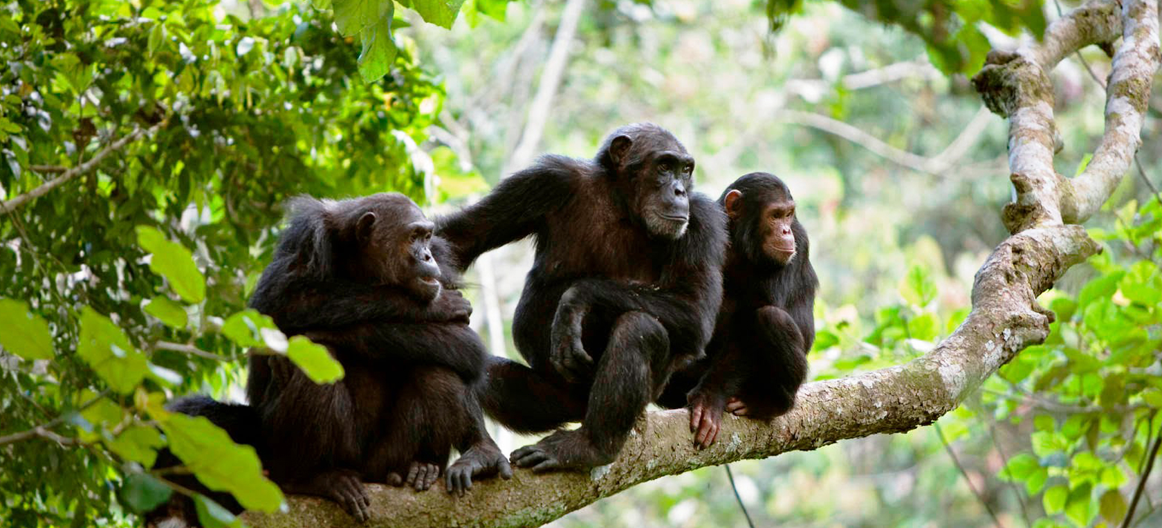 gombe Itinerari nel Nord della Tanzania