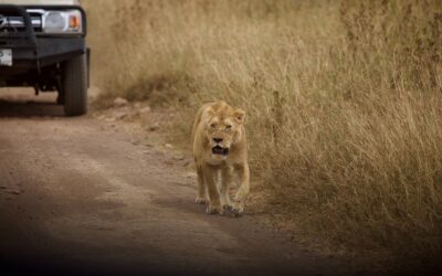 Cosa vedere in Tanzania: le mete più interessanti