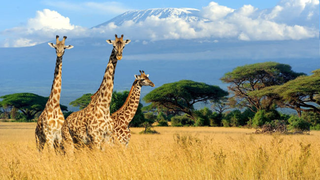 Pianificare un safari in Tanzania