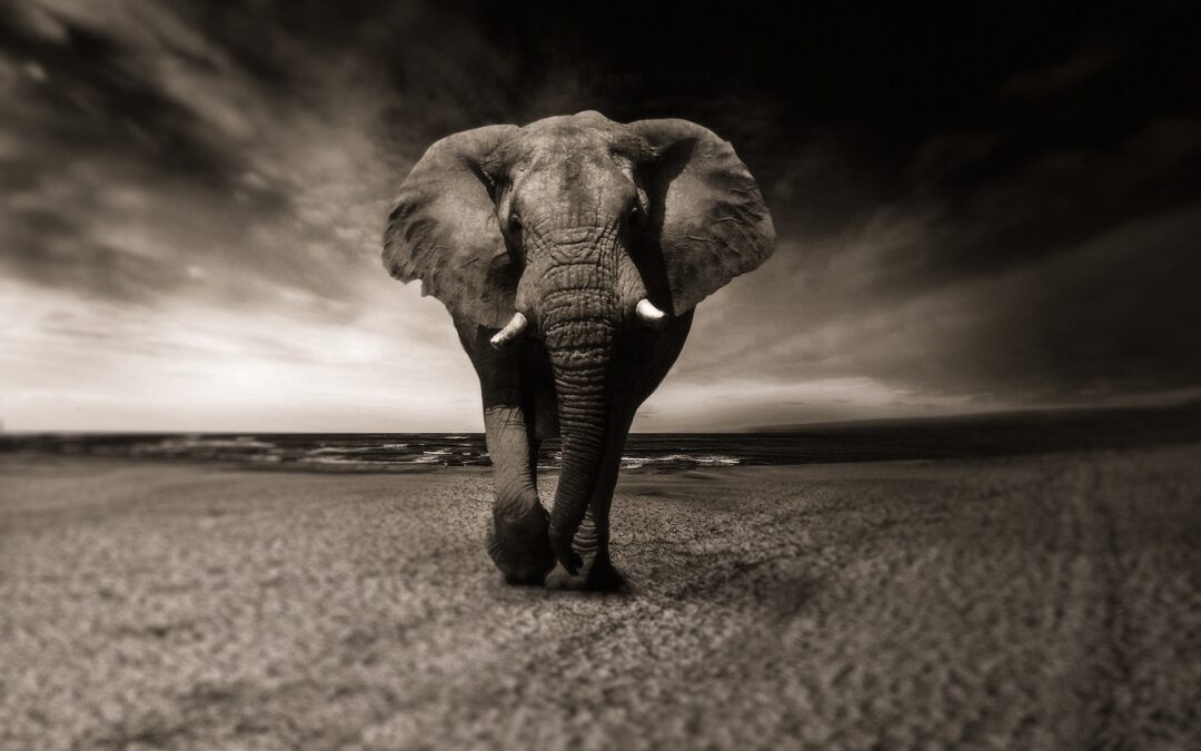Il fascino di un safari in Africa