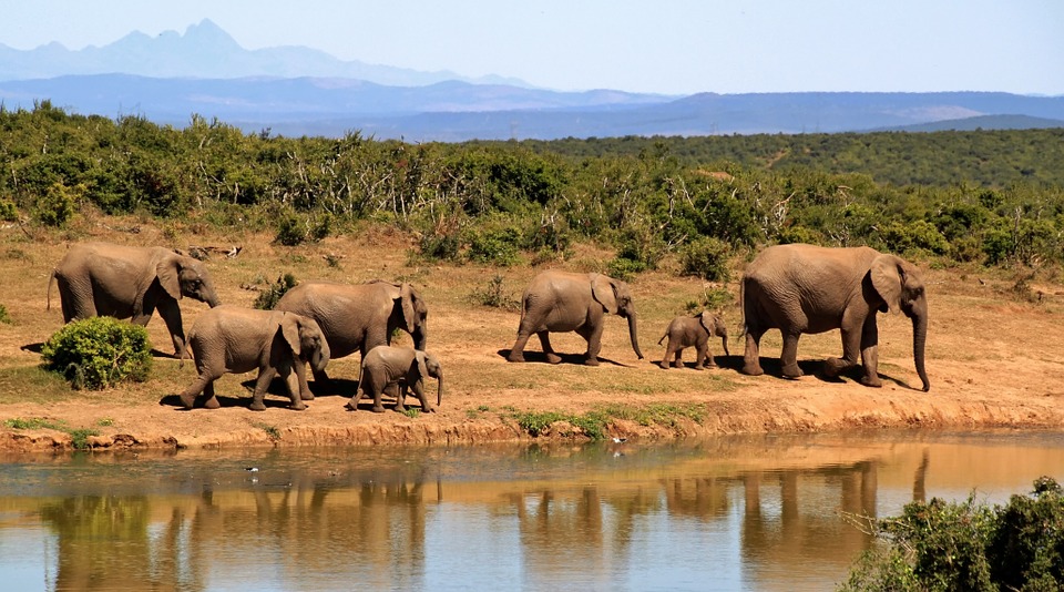 Tutte le emozioni che si vivono durante un safari