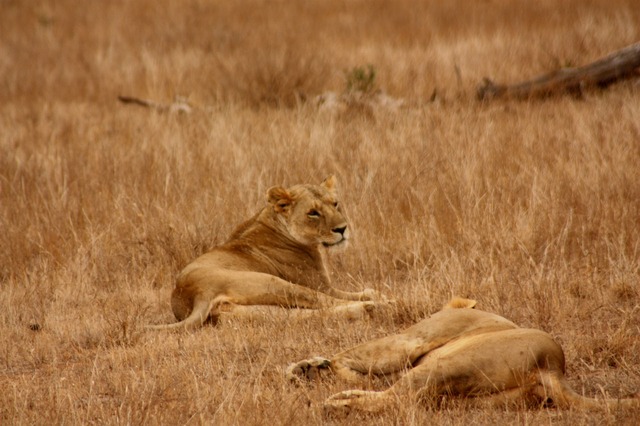 Safari in Africa: consigli per gli esploratori