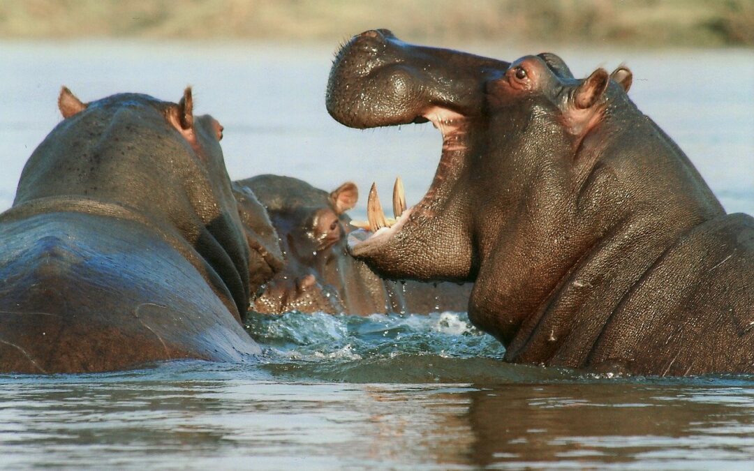safari con la famiglia