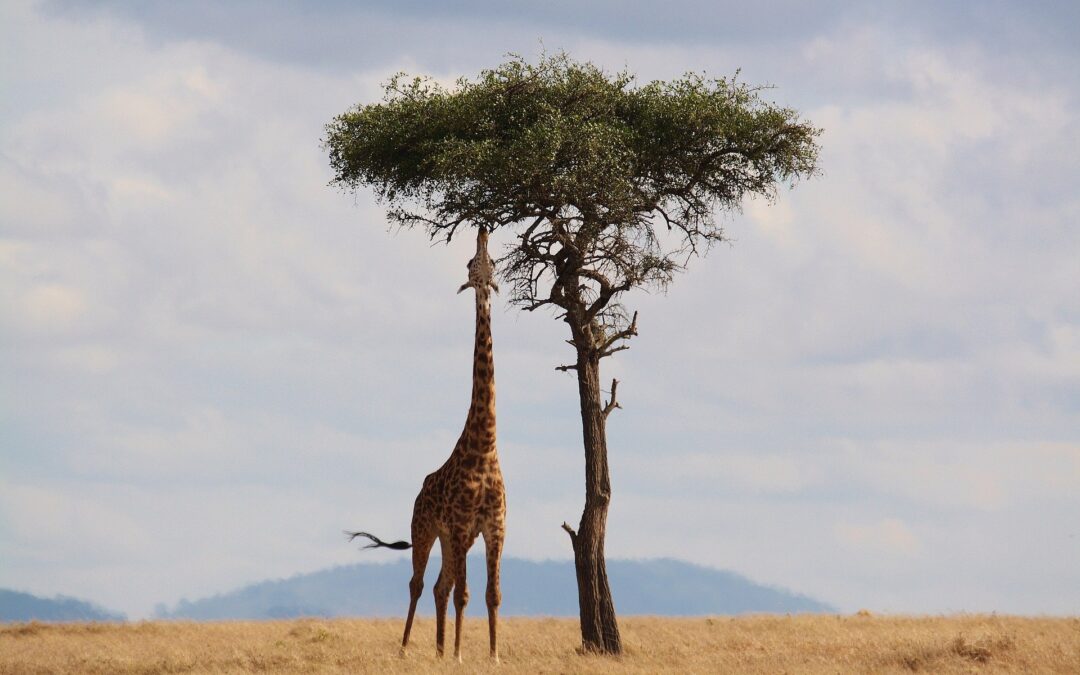 Safari: perché dovresti farlo almeno una volta