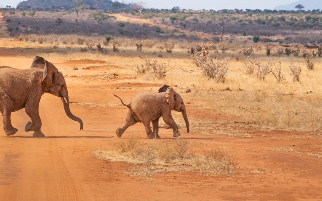 Safari per la prima volta: 5 consigli utili