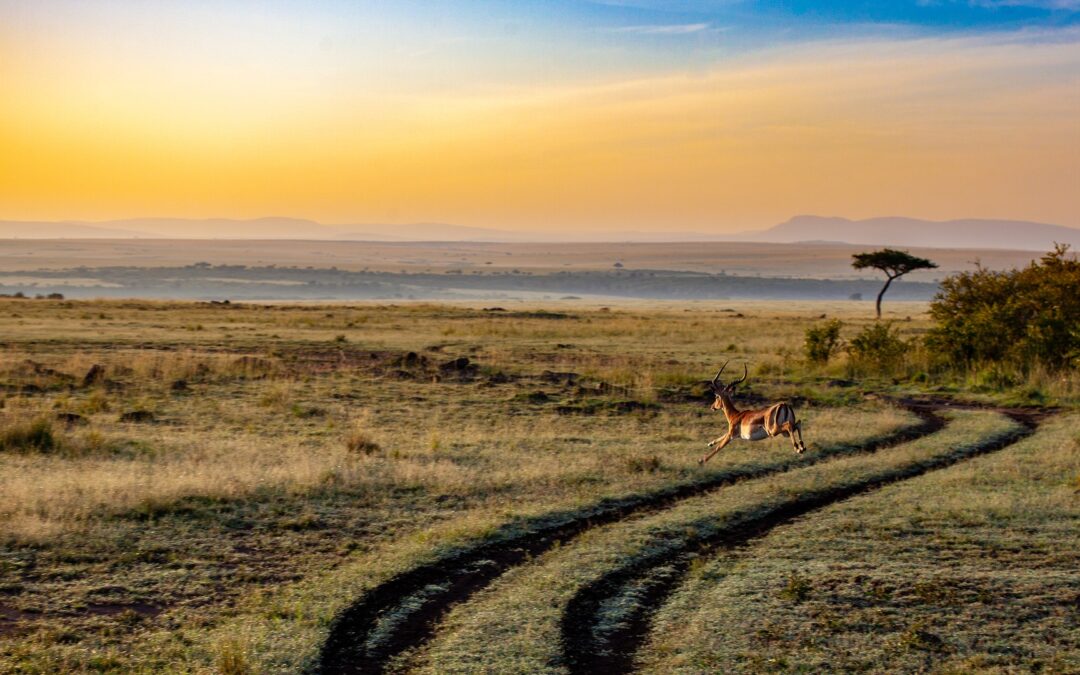 antilope