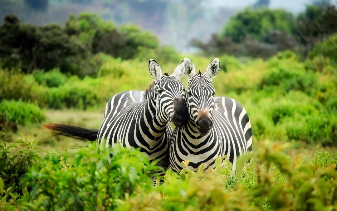 Il costo di un safari in Africa