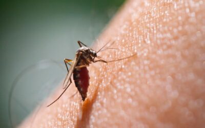Posso prendere la malaria durante il safari?
