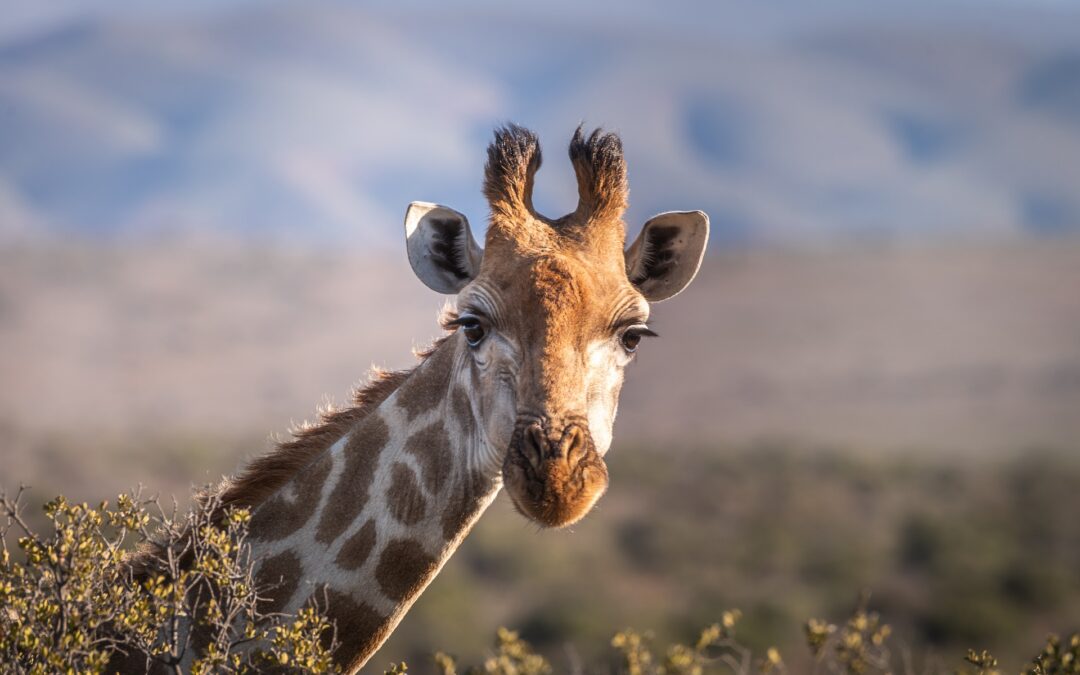 safari in volo