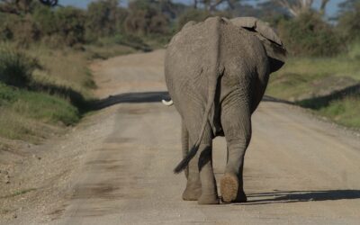 Cosa aspettarsi da un safari