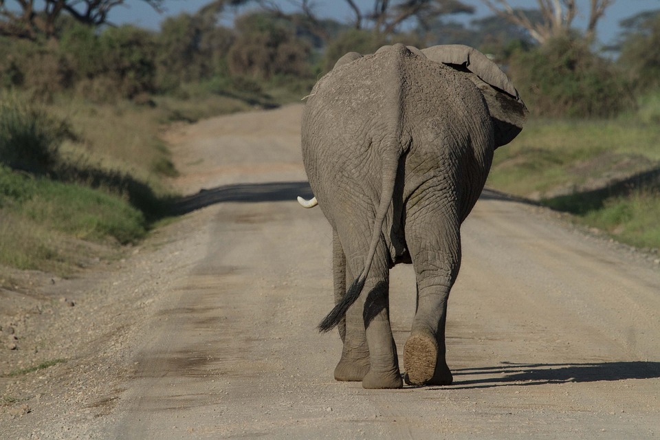 Cosa aspettarsi da un safari