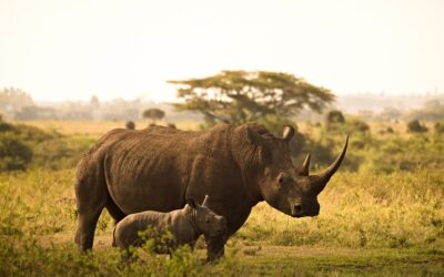 Safari low cost: conviene davvero?