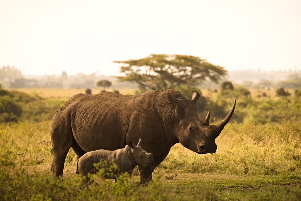 Safari low cost: conviene davvero?