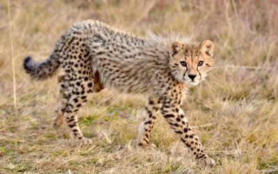 Viaggio Safari: un’esperienza per tutti?
