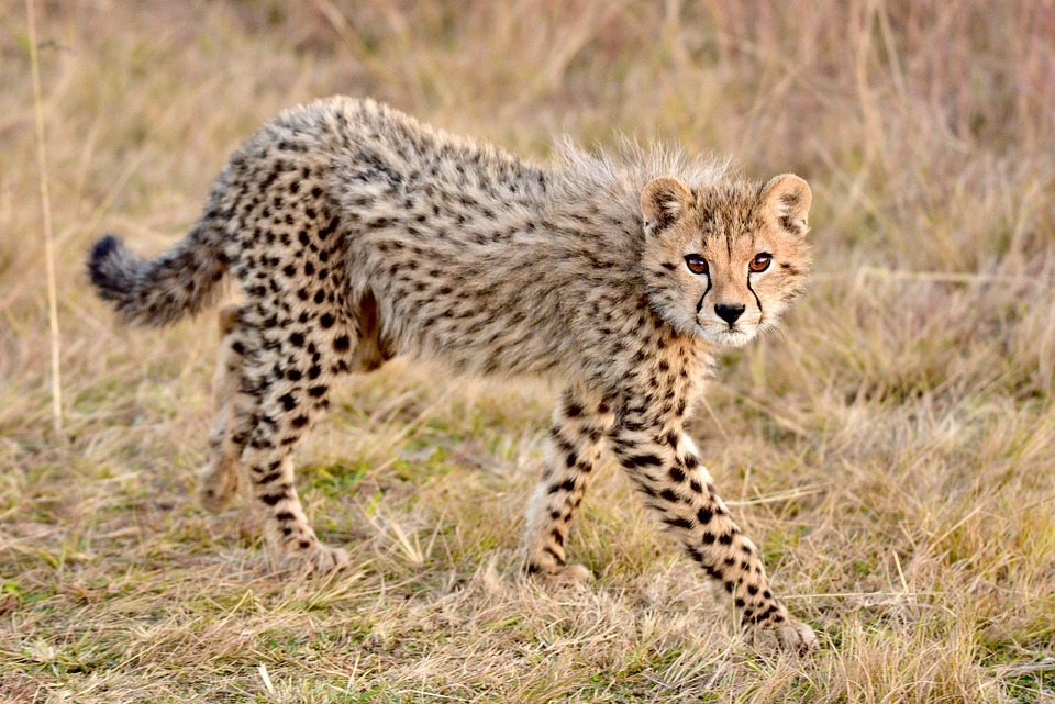 viaggio safari