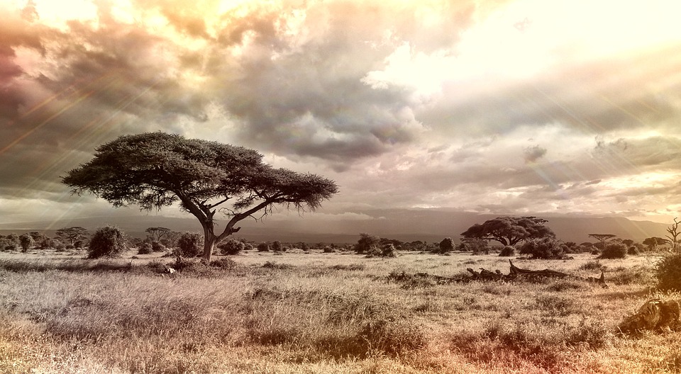 Vieni a scoprire il fascino dei safari: dalle escursioni ai tour fotografici