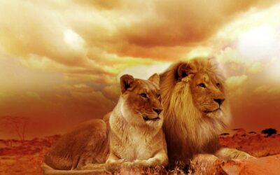 Safari: il modo perfetto per avvicinarsi alla natura
