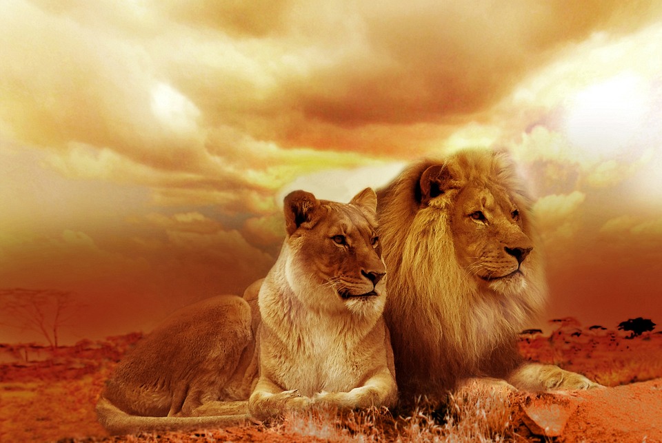 safari e natura