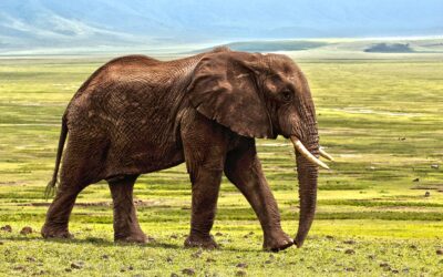 Alla scoperta della cultura e della vita nella savana