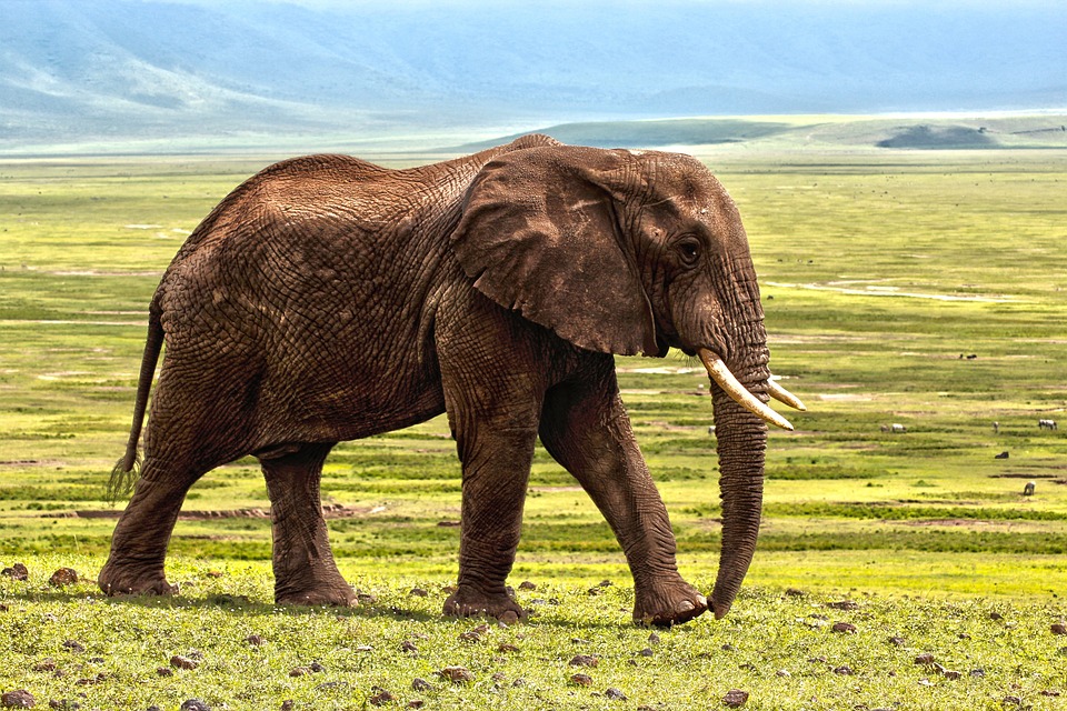 Alla scoperta della cultura e della vita nella savana