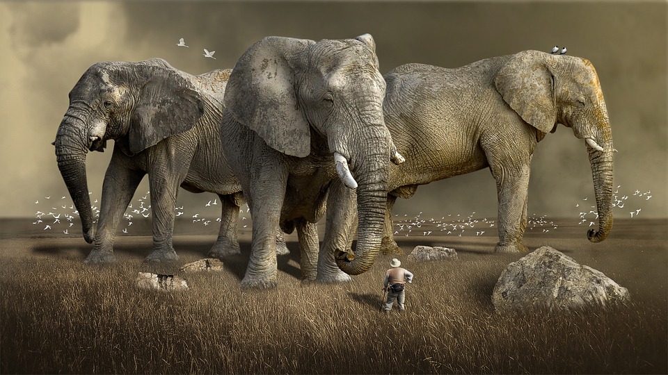 Come pianificare un safari in modo sostenibile
