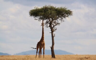Come sono i binocoli da safari?