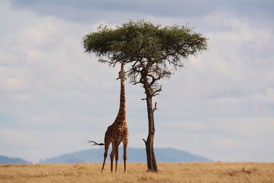 Come sono i binocoli da safari?