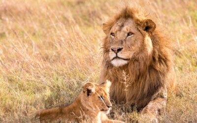 Equipaggiamento essenziale per un safari