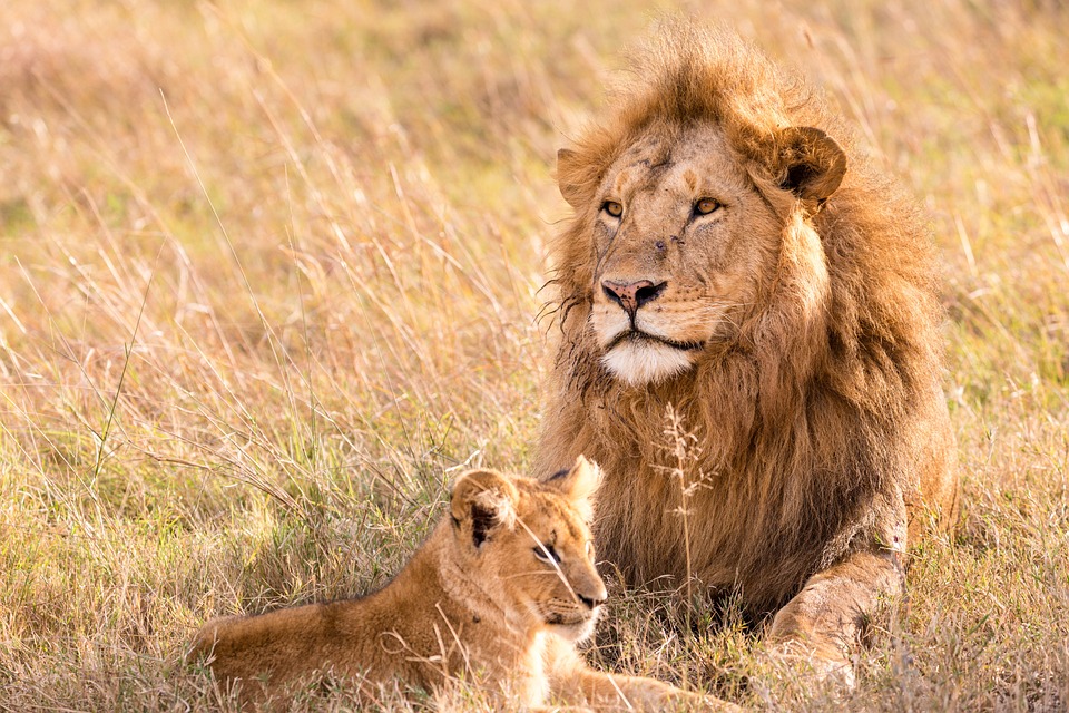 Equipaggiamento essenziale per un safari