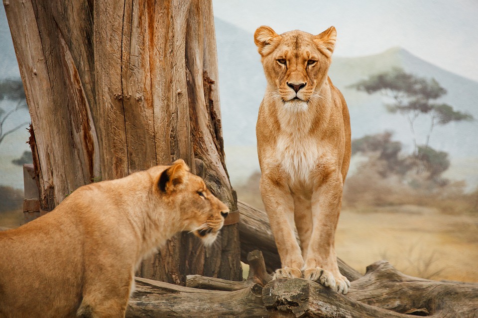 safari in famiglia