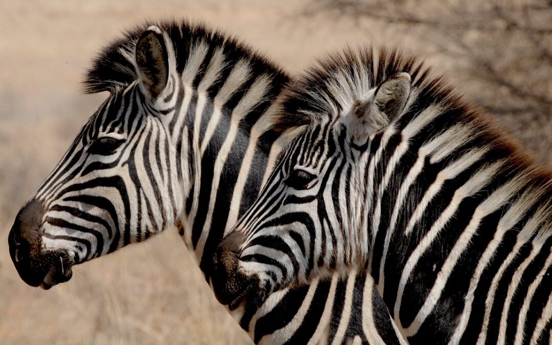 Come fotografare gli animali durante un safari