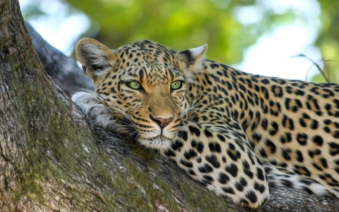 qual è il periodo migliore per fare un safari in Africa