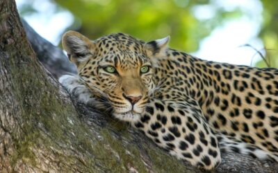 Qual è il periodo migliore per fare un safari in Africa? I fattori da considerare